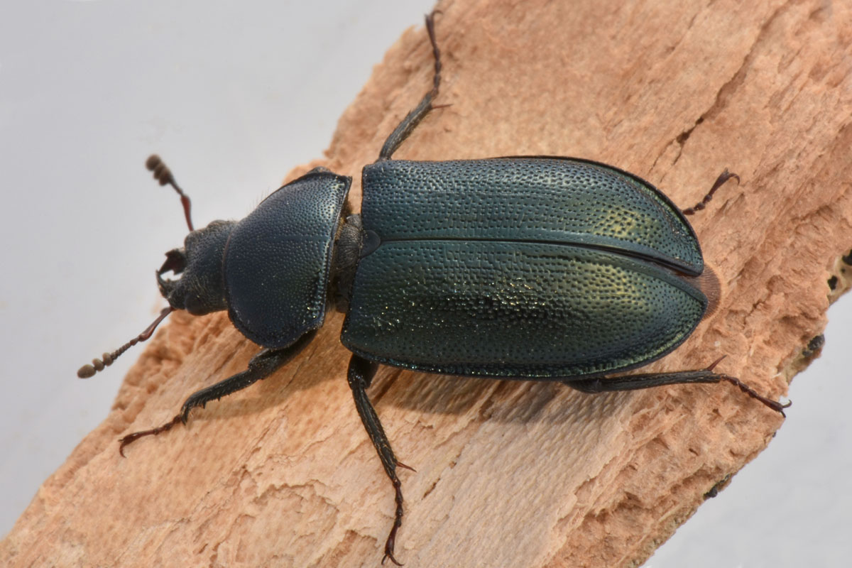 Lucanidae: Platycerus caraboides, femmina